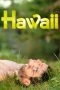 Hawaii (2013) DVDRip 480p & 720p Free HD Movie Download
