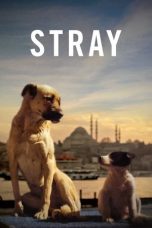 Stray (2020) BluRay 480p, 720p & 1080p Mkvking - Mkvking.com